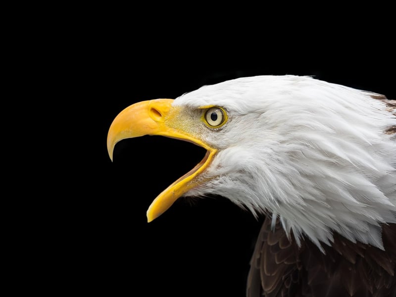 American Revolution Image